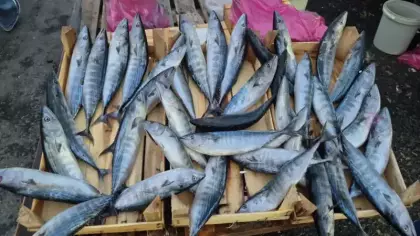 Kahvaltı parasına palamut! Fiyatı gören resmen akın etti
