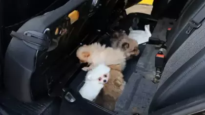 Kapıkule'de 'Pomeranian' cinsi 5 köpek yavrusu ele geçirildi