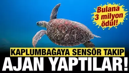 Kaplumbağaya sensör takıp ajan yaptılar: Bulana 3 milyon ödül...