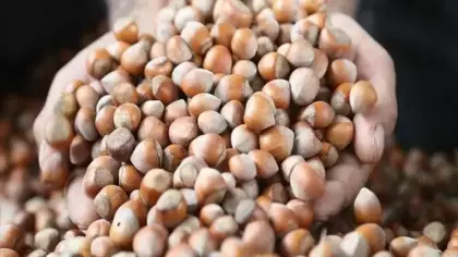 Karadeniz fındığı yılın ilk beş ayında ekonomiye dev döviz girdisi sağladı