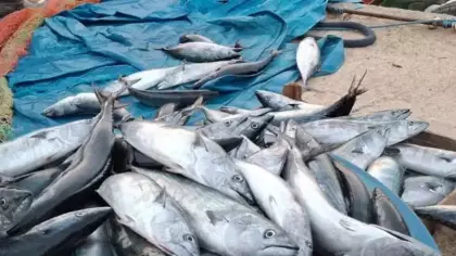 Karadeniz'de palamut bereketi! Kasalar dolusu çıkıyor, tanesi 75 lira