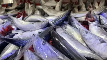 Karadeniz’de palamut bolluğu tezgahlara yansıdı! Fiyatı 50 liradan başlıyor!