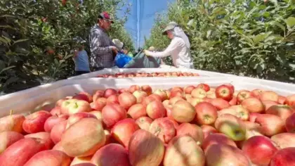 Karaman'da erkenci elma hasadı başladı: Rekolte yüksek