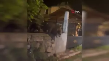 Kars'ta roller değişti: Vatandaş kapıda kaldı, ayılar bahçede keyif yaptı!