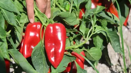 Kavurucu sıcakta hasat sürüyor: Tatlı kapya biber tarlada 20 lira, manavda 100 lira!