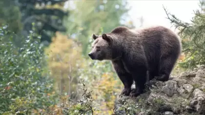 Kayıp ayı krizi: Şehirdeki tüm okulları kapattılar!