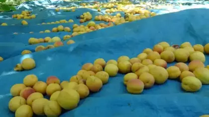 Kayısı hasadı öncesi tarım işçilerinin yevmiyesi açıklandı