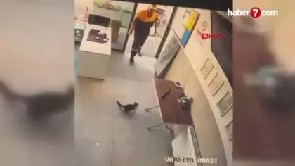 Kayseri'de ilginç kavga: Ofise giren karga kedinin hedefi oldu: İstasyon görevlisi müdahale etti