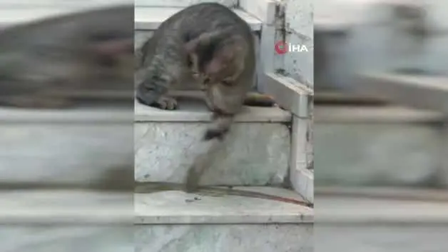 Kedinin yılanla oyun anları sosyal medyayı salladı