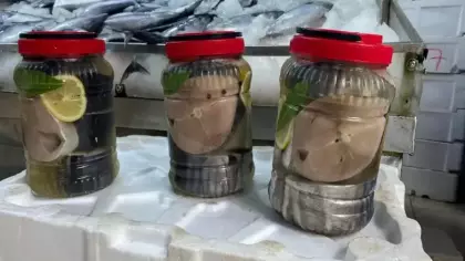 'Kestane karası' gelmeden lakerda hazırlığı başladı! Buldukları an tuzluyorlar!