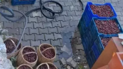 Kiraz üreticisi çaresiz! 'Dalında çürüyecek ya da dökülecek'