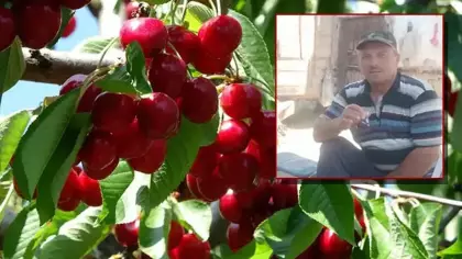 Kiraz yedikten sonra fenalaşan çiftten peş peşe acı haber! İkisi de hayatını kaybetti!