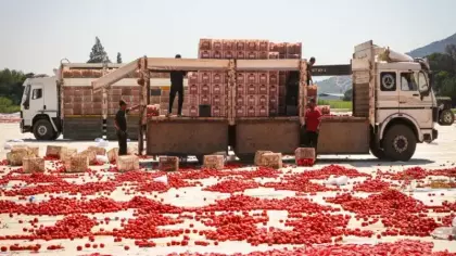 Kırmızı altın hasadı başladı! 90'dan fazla ülkeden talep var