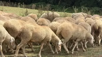 Kırsalda bereket, küçükbaşa destek