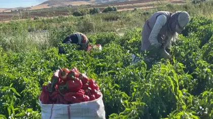 Kış hazırlığı başladı! Şehirde tezgahlar doldu: Vatandaş çuvalla satın alıyor
