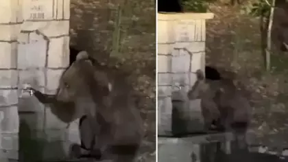 Kızılcahamam'da çeşmeden su içen ayının komik anları