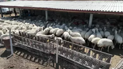 Konya Büyükşehir'in hayvan yetiştiriciliği eğitimleri üreticiye güç katıyor