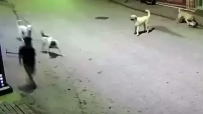 Köpeklerin hedefi olan çocuk, canını elindeki skuterı fırlatarak kurtardı!