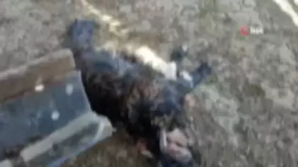 Köylünün bütün emeği heba oldu! Başıboş köpek terörü Siirt'ten...