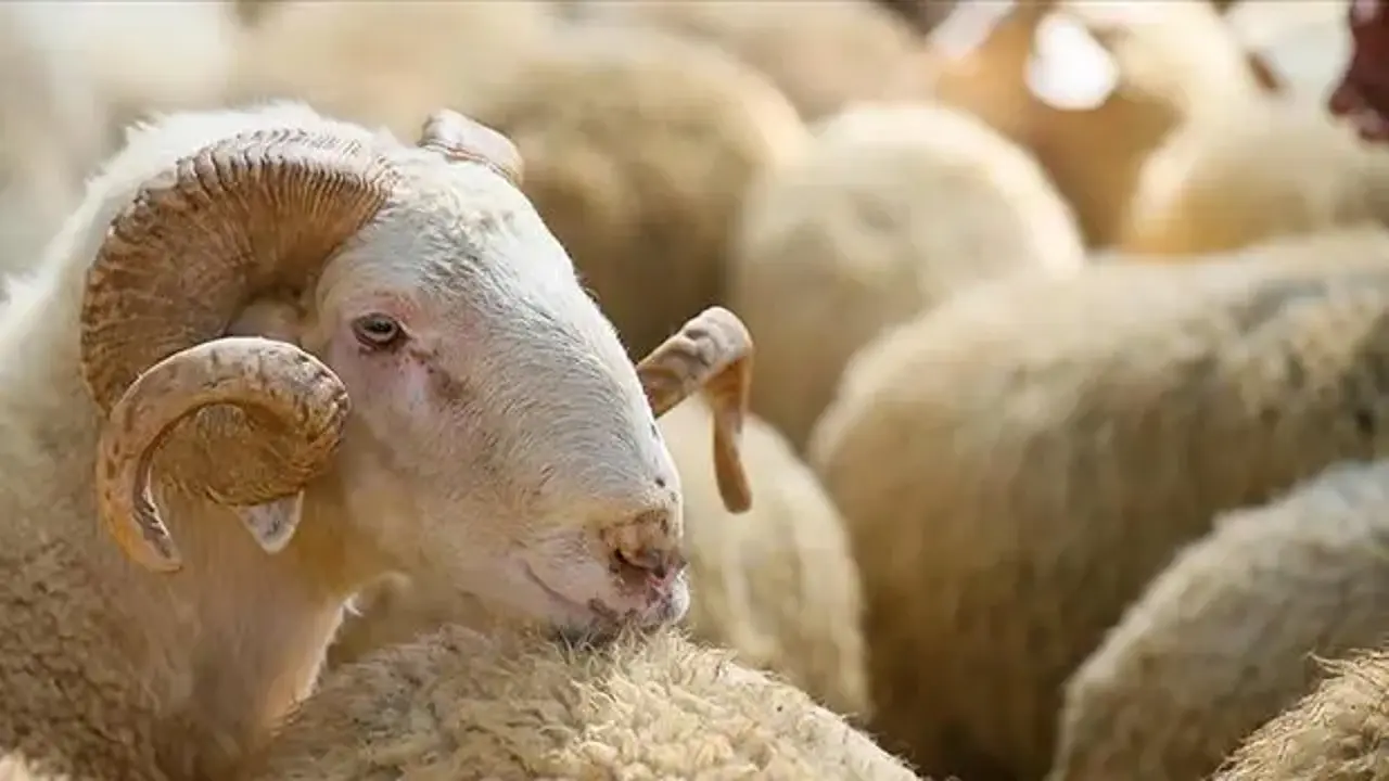 Kurban Bayramı deri sektörüne ivme kazandıracak