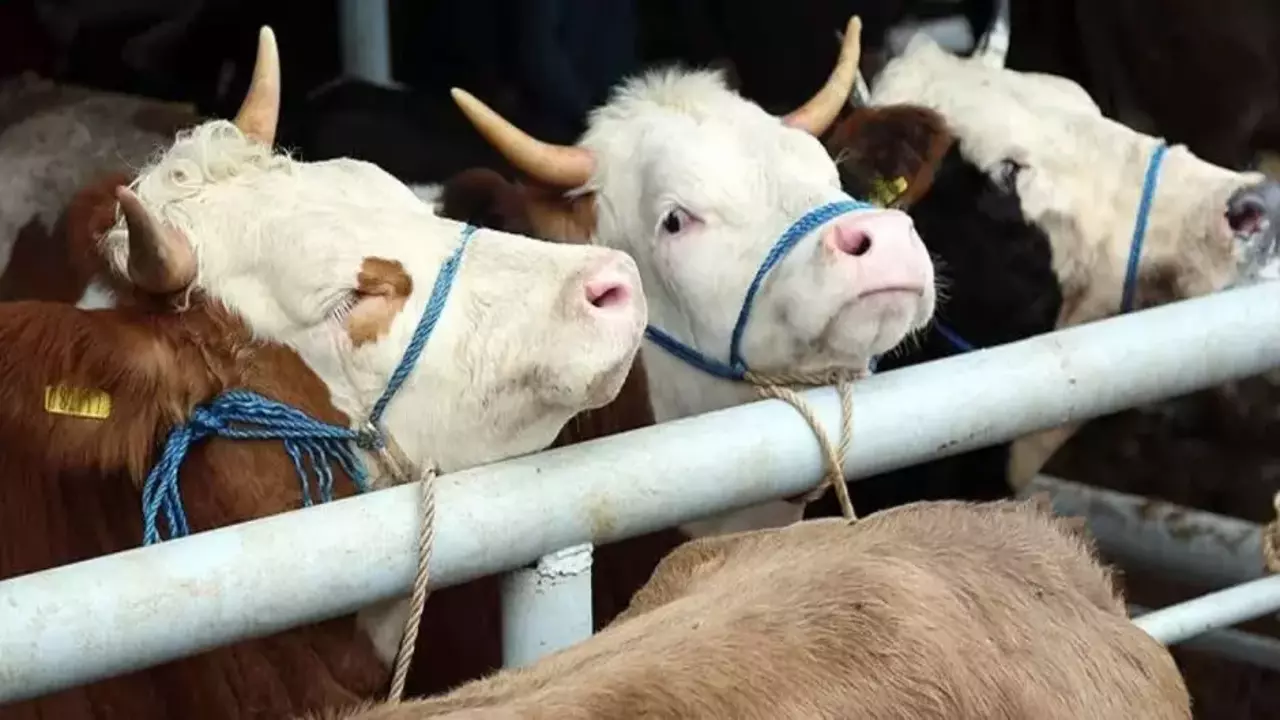 Kurbanlık pazarlıkları başladı: Fiyatlardaki yükseliş dikkat çekti