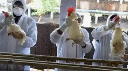 Kuş gribi alarmı: Ülkede acil durum ilan edildi!