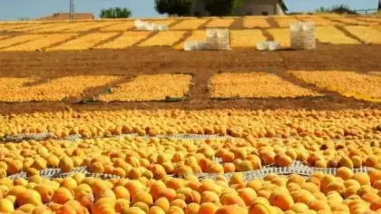 Malatya’da kayısı bereketi: Üreticinin yüzü bu yıl gülüyor!