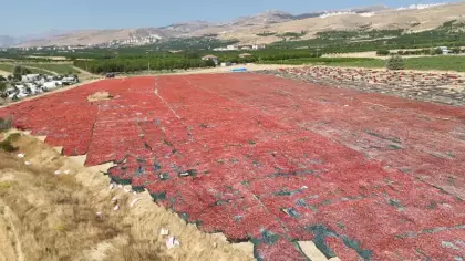 Malatya’da kayısıya alternatif olarak üretilmeye başlanmıştı! Tarlalar kırmızıya boyandı
