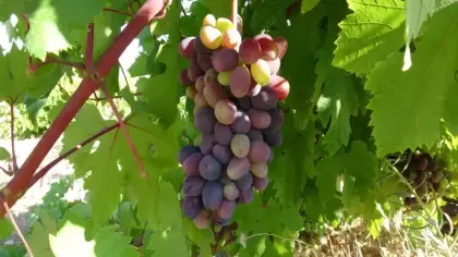 Malatya’nın unutulan lezzeti dünya yolunda! Tahannebi için ihracat hedefi açıklandı