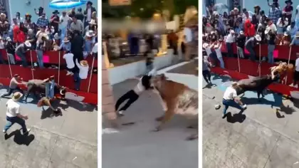 Meksika'da boğa dehşeti: ABD'li kadının kıl payı kurtuluşu kamerada