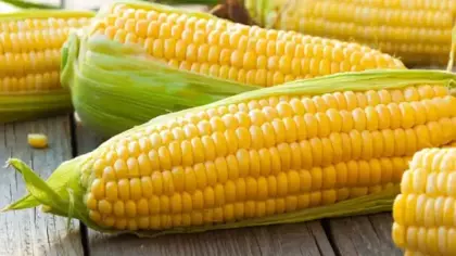 Mısır fiyatları son 3 yılın zirvesinde! El Nino etkisini gösterdi