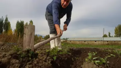 “Mucize bitki” hayatını değiştirdi! Kilosu 950 bin liraya kadar çıkıyor