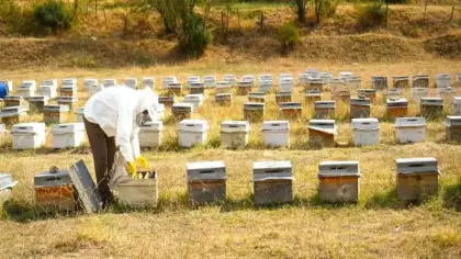 Muş'ta bal hasadı tamamlandı: 700 ton bal elde edildi