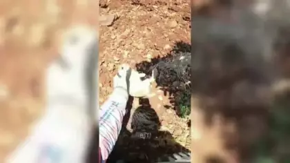 Ot sandı, yavru tavşan çıktı! Çiftçinin konuşması sosyal medyayı salladı