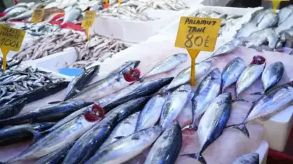 Palamut patlaması: Tanesi 80 TL