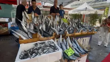 Palamut sezonu başladı: Tanesi 100 TL!