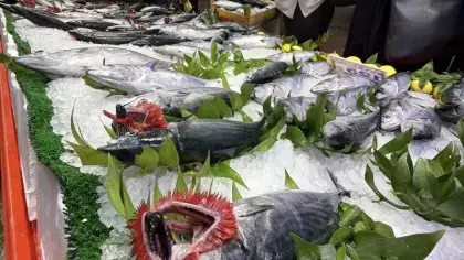 Palamut sezonu yüzleri güldürdü! Fiyatı 125 TL’ye kadar geriledi: Ne kadar sürecek?