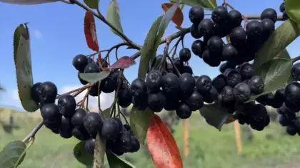 Pandemide başladı, şimdi tonlarca ürün bekliyor!