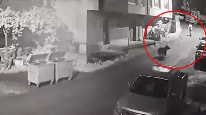 Rize'de filmleri aratmayan kovalamaca: anne ayı vatandaşı böyle kovaladı