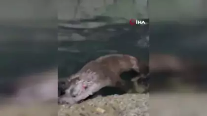 Rize'de kıyıya yanaşan su samuru balıkçı barınağını mesken tuttu