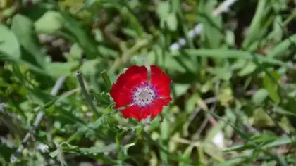 Sadece Ankara'da yetişiyor! 4 bin yıllık Hitit kabının içinden çıktı