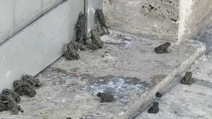 Sağanak sonrası ilçeyi kurbağa bastı