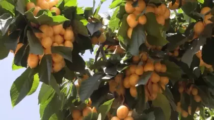 Senelerdir çorak yatan dağlarda rekor kırıldı: Köylünün kaderi bir günde değişti!