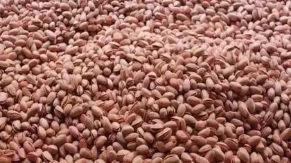 Siirt fıstığında hasat heyecanı: Bu yıl yüksek verim bekleniyor! 'Yok yılı' tersine döndü!