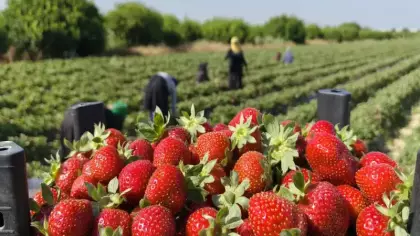 Silifke çileğinde hasadın sonuna gelindi