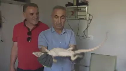 Şırnak’ta odunlukta bulunan çöl varanı, doğal yaşam alanına bırakıldı