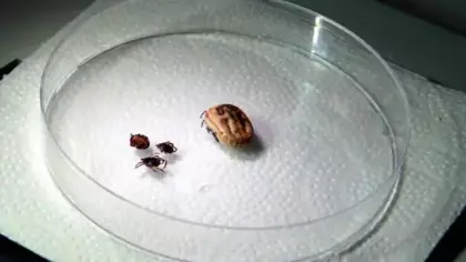 Sivas'ta 5 kişi hayatını kaybetti! Uzmanlar teyakkuzda: Belirtileri dikkate alın!