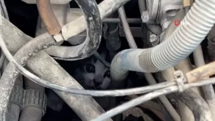 Sivas'ta otomobil kaputuna sıkışan yavru kedi kurtarıldı