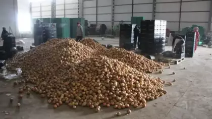 Soğan bir bardak çaydan bile ucuz