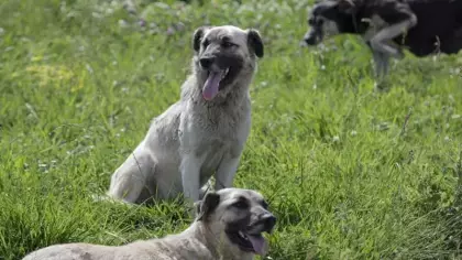 Sokak köpekleri için düğmeye basıldı! Bakan Çiftçi'den talimat: Tüm Türkiye'de uygulanacak